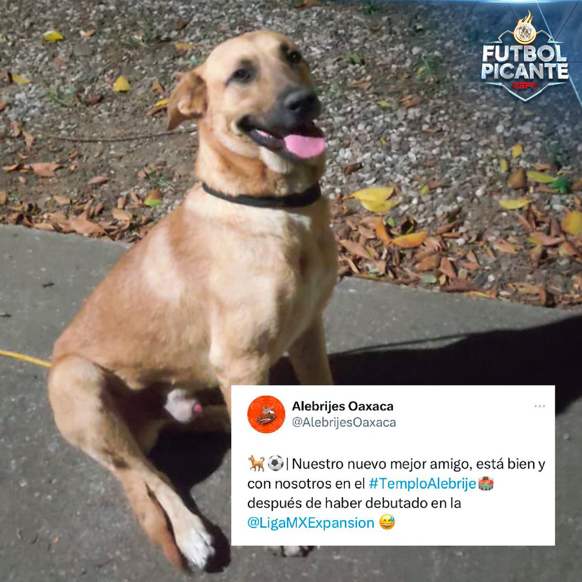 futpicante's tweet photo. Para todos los que preguntaron...

El crack está muy bien 🐶👌

@AlebrijesOaxaca 👏 https://t.co/W8bVNZUXai