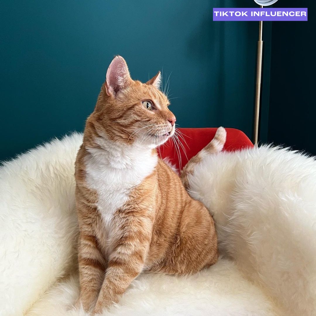 UrbanPawsandCo's tweet photo. 🐾 Meet Chester! 🌟

This charismatic cat influencer has taken the online world by storm, captivating audiences on TikTok and Instagram with stunning visuals, adorable portraits, and educational reels. https://t.co/Py3KUPkVrC