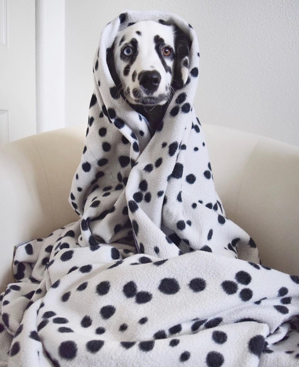 WeRateDogs tweet media