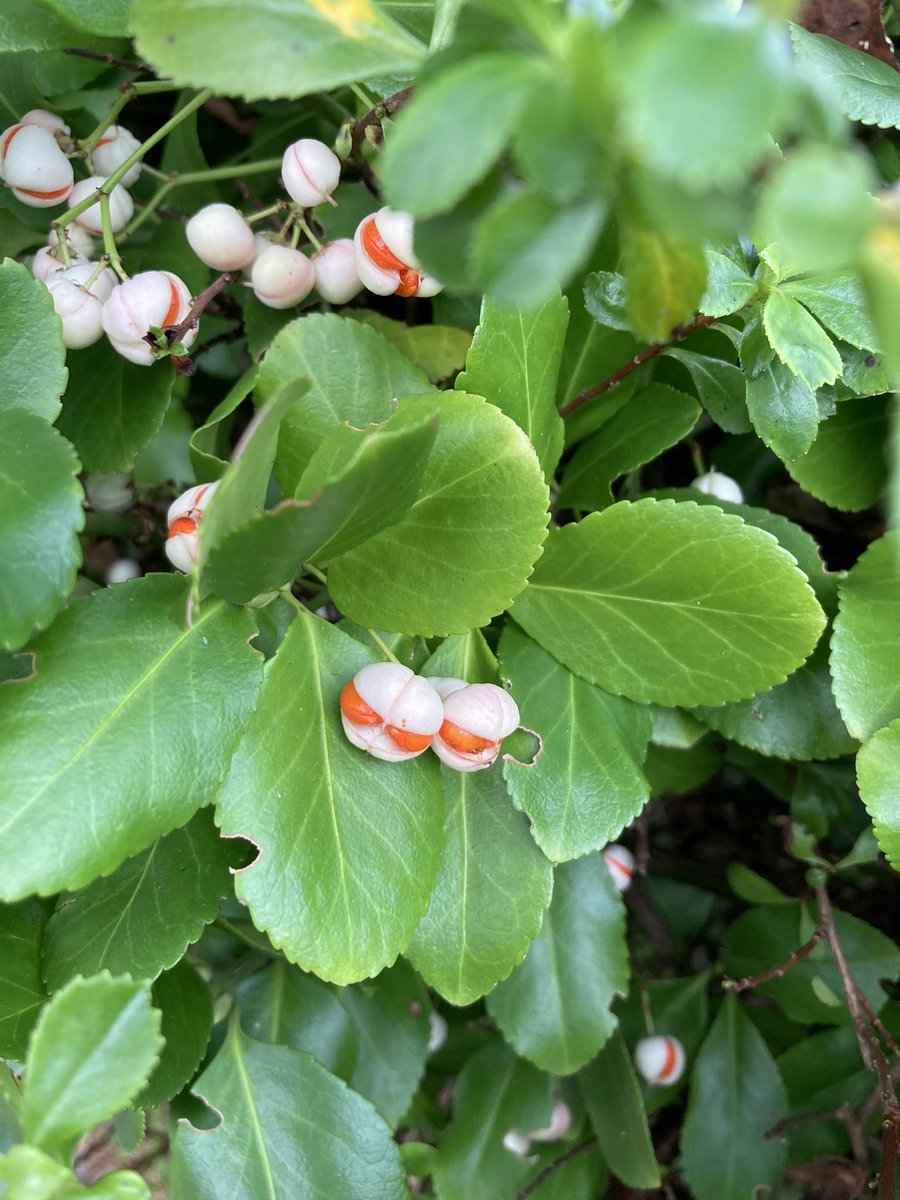 RichardRunhills's tweet image. Like little Cheeseburgers
Wintercreeper #Euonymus #spindle