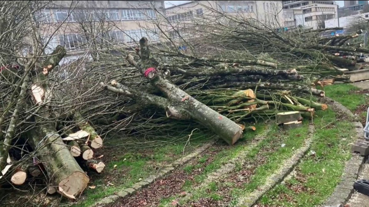 Tom___Scott's tweet photo. A 16-year-old boy has been arrested in connection with the felling of the #SycamoreGapTree.

The former leader of the Tory council in Plymouth that destroyed more than 100 much-loved trees in the city centre, despite very strong public opposition, remains at large.
#SycamoreGap https://t.co/xtNidurM0J