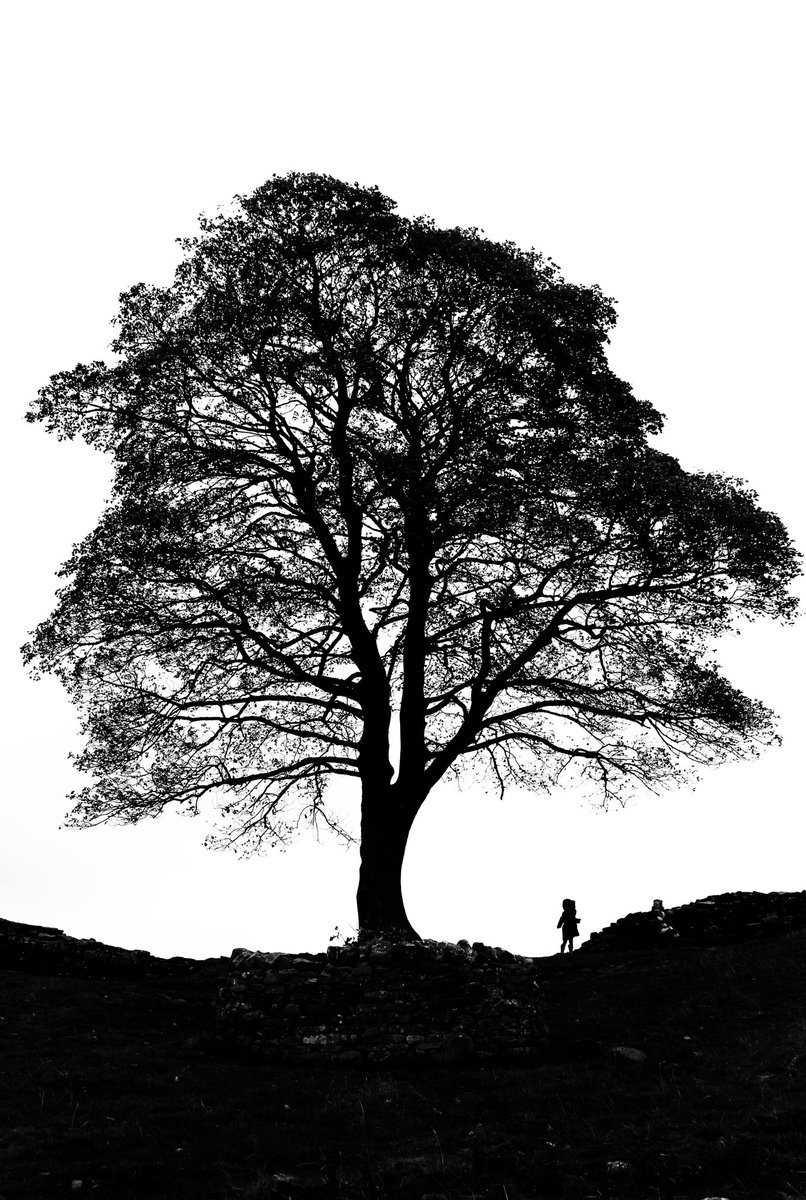 JohnThrelfall_'s tweet photo. One of my kids playing under the iconic tree at Sycamore Gap. What a tragic end 😢

#SycamoreGap #RobinHoodtree https://t.co/aK0DnAX4PC