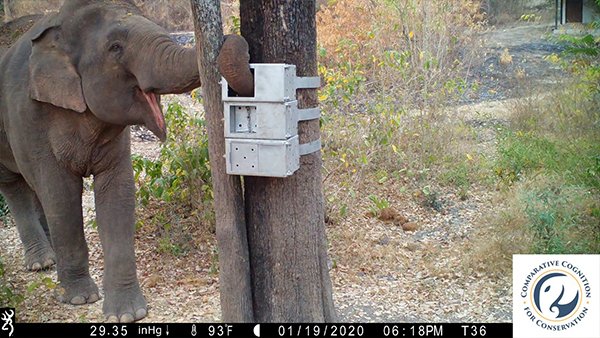 The Graduate Center (@gc_cuny) on Twitter photo A new study by Ph.D. candidate @SarahLJacobson1 and her advisor Prof. Joshua Plotnik (@CCCAnimals) shows that wild elephants have unique puzzle-solving skills – which could have implications for conservation gc.cuny.edu/news/wild-asia… <a href="/gradcenterpsych/">GC CUNY Psychology</a> <a href="/Hunter_College/">Hunter College</a> A new study by Ph.D. candidate @SarahLJacobson1 and her advisor Prof. Joshua Plotnik (@CCCAnimals) shows that wild elephants have unique puzzle-solving skills – which could have implications for conservation gc.cuny.edu/news/wild-asia… <a href="/gradcenterpsych/">GC CUNY Psychology</a> <a href="/Hunter_College/">Hunter College</a>