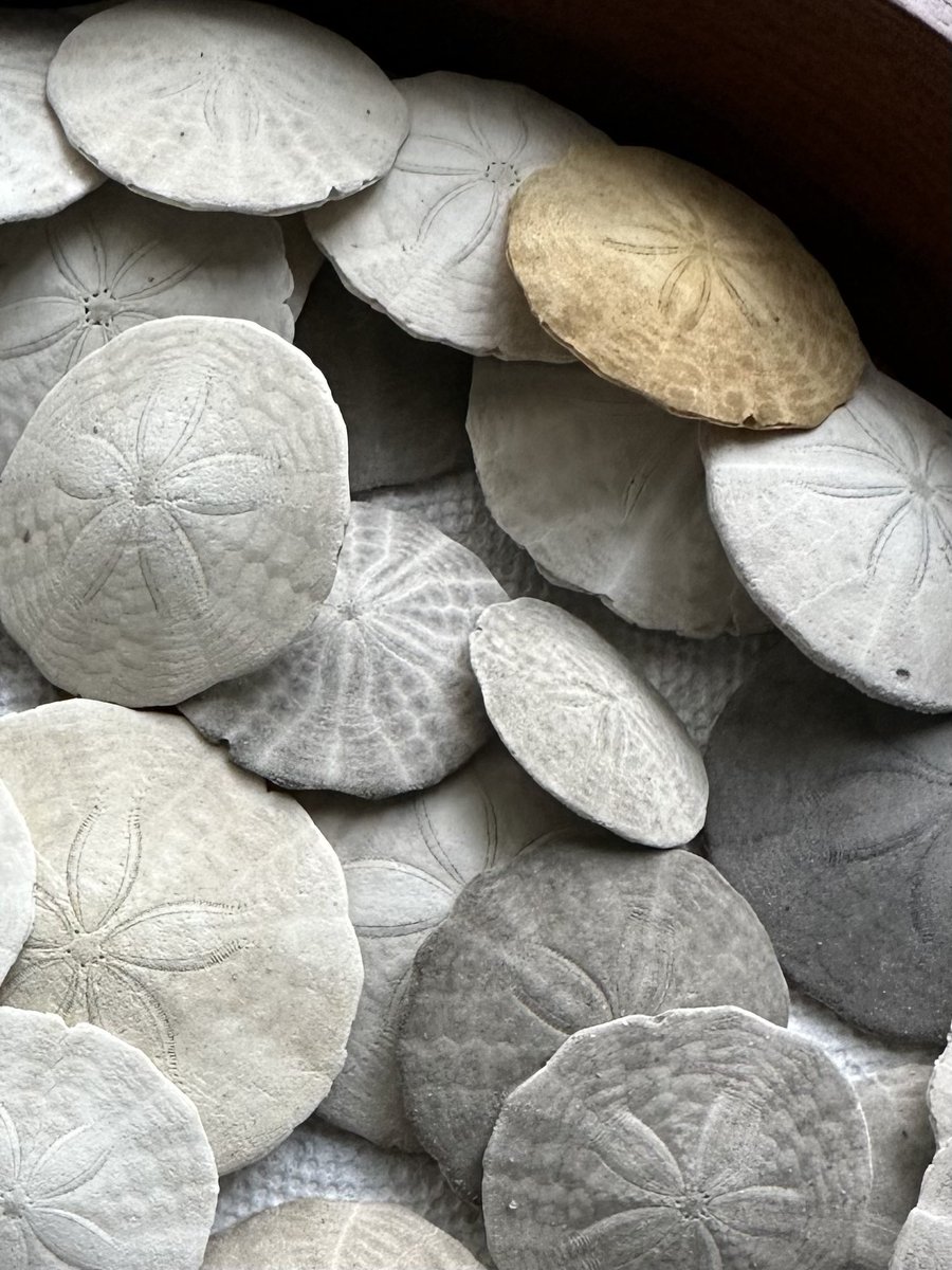 What a great #summer
Look all the #fortune #sanddollars