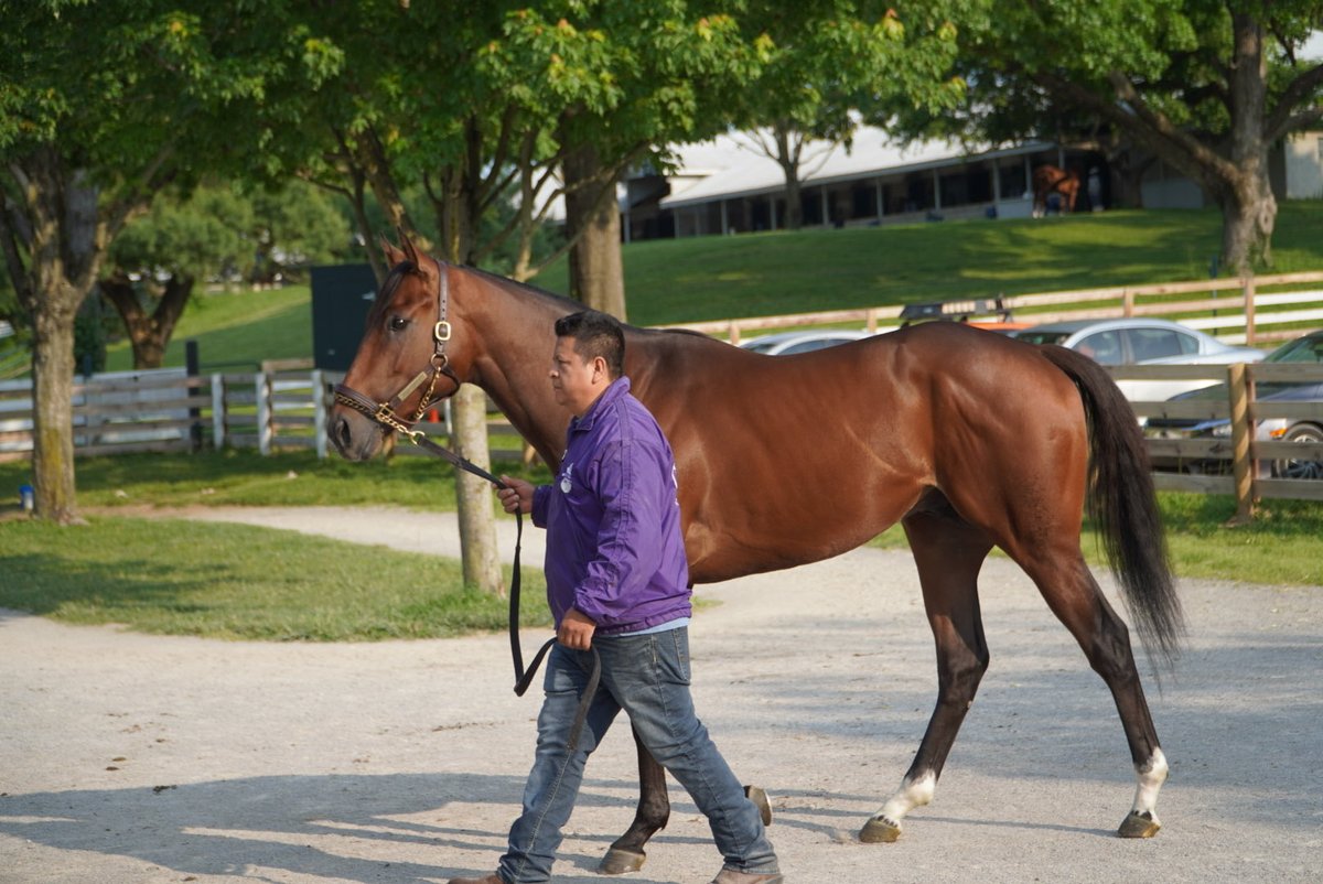 We have officially named the 2YO American Pharoah colt out of Desert Isle DETERMINED RULER. We also bought his Ghostzapper half-brother out of #KeeSept 💜