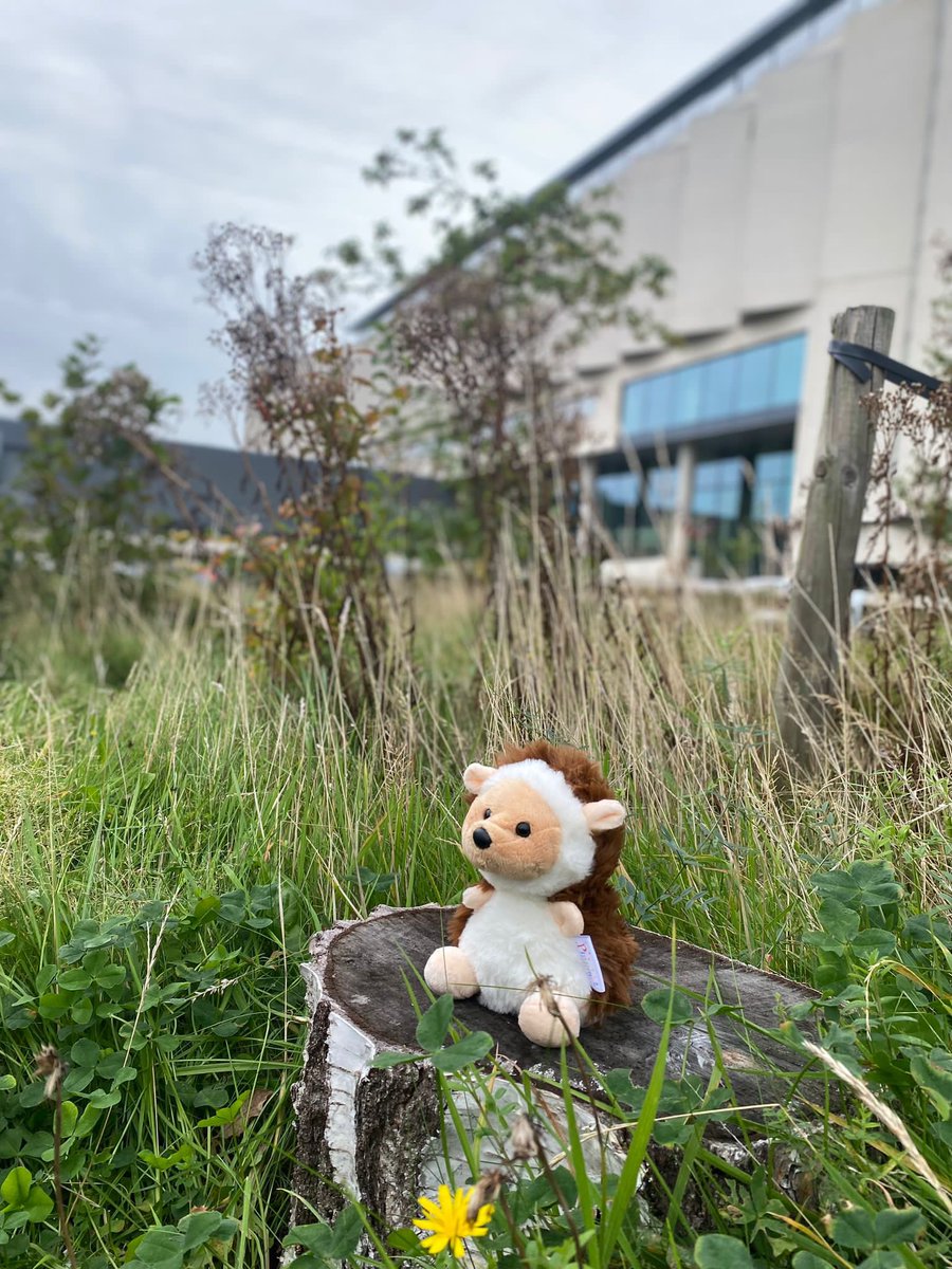 JMSU (@johnmooressu) on Twitter photo Join our Hedgehog Friendly campus initiative this World Animal Day 🦔
Why not volunteer and monitor Hedgehog activity and improve their habitats across campus with us🌱
An amazing conservation project and the perfect CV booster 👉 jmsu.native.fm/event/world-an… @ljmu <a href="/JMSU_Officers/">JMSU Officers</a> Join our Hedgehog Friendly campus initiative this World Animal Day 🦔
Why not volunteer and monitor Hedgehog activity and improve their habitats across campus with us🌱
An amazing conservation project and the perfect CV booster 👉 jmsu.native.fm/event/world-an… @ljmu <a href="/JMSU_Officers/">JMSU Officers</a>