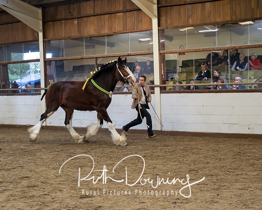 We had a great day at the Midland Shire Foal and sale last Saturday
A real pleasure to see so many beautiful horses
#shirehorse 
#freelance 
#ruralphotographer 
#equestrianphotography 
#eventphotography