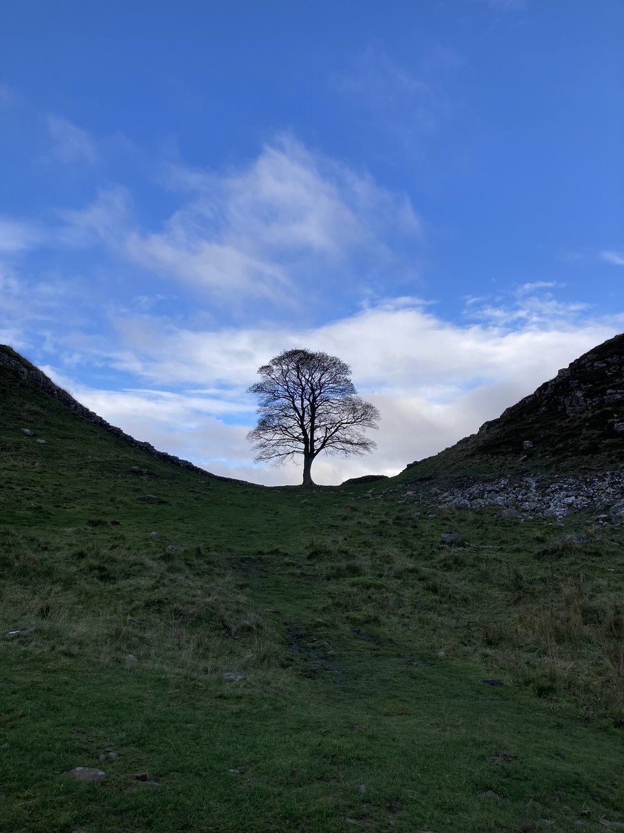 Our_Jo's tweet photo. 😢💔🌳 https://t.co/hfbRmmVBMY