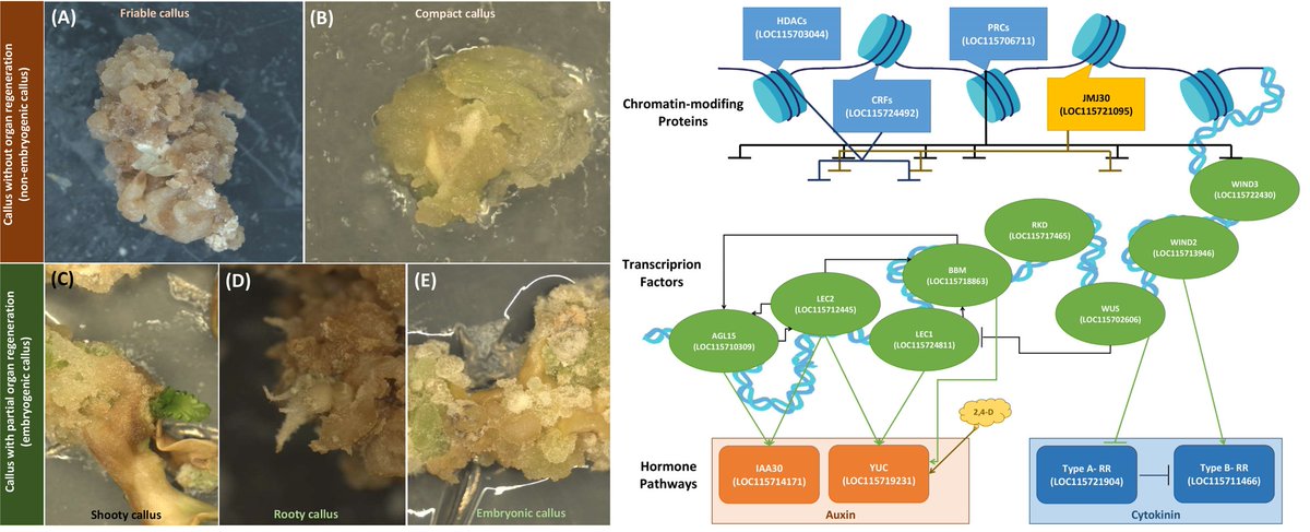 #Transcriptomic Profiling of #Embryogenic and Non-Embryogenic #Callus Provides New Insight into the Nature of Recalcitrance in #Cannabis
published by <a href="/IJMS_MDPI/">IJMS MDPI</a>

🔗 Link: mdpi.com/1422-0067/24/1…

#cannabisindustry #cannabisculture #CannabisNews #plantscience #Biotechnology