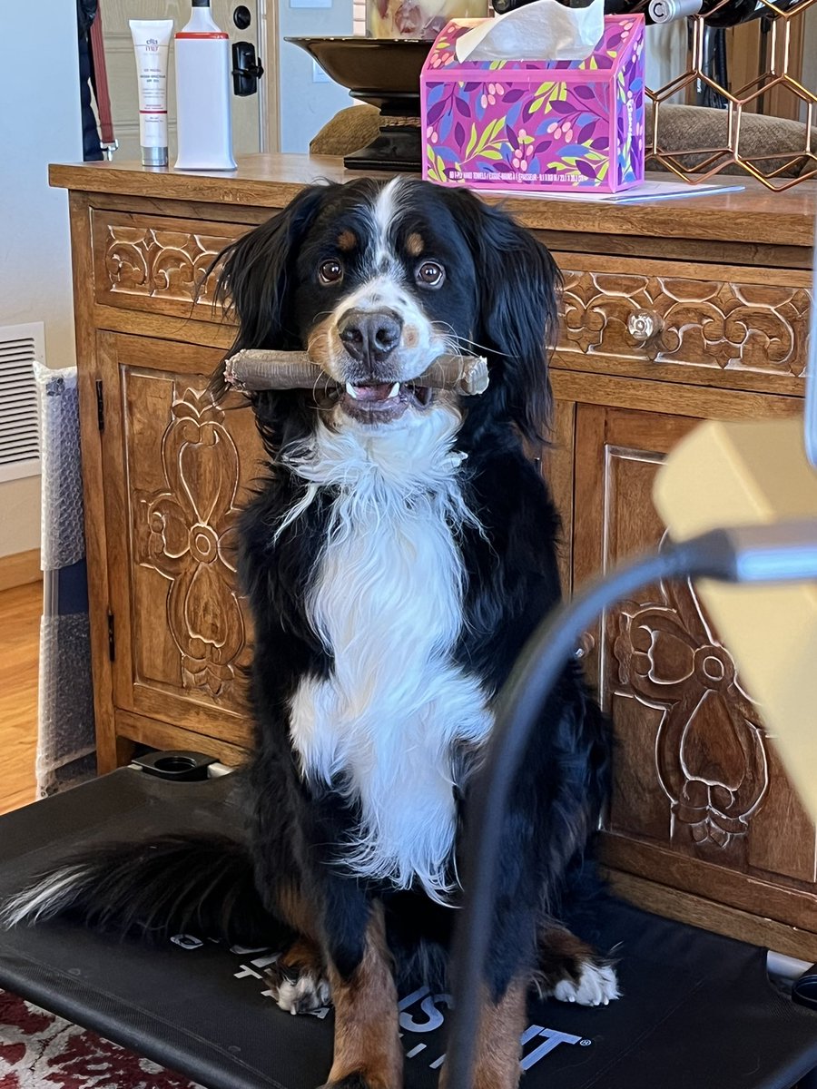 Potter_lives_'s tweet photo. Hi friends! 🐶 I tore my ACL and will be undergoing TPLO surgery next week.  

If you have any advice, tips, need to knows to help me post-op, please share!! Thanks friends 🐶💕

I should be recovered just in time for snow 🤪❄️

#bernese #dogACL #TPLOsurgery #bernesemountaindog https://t.co/u75FVflkXy