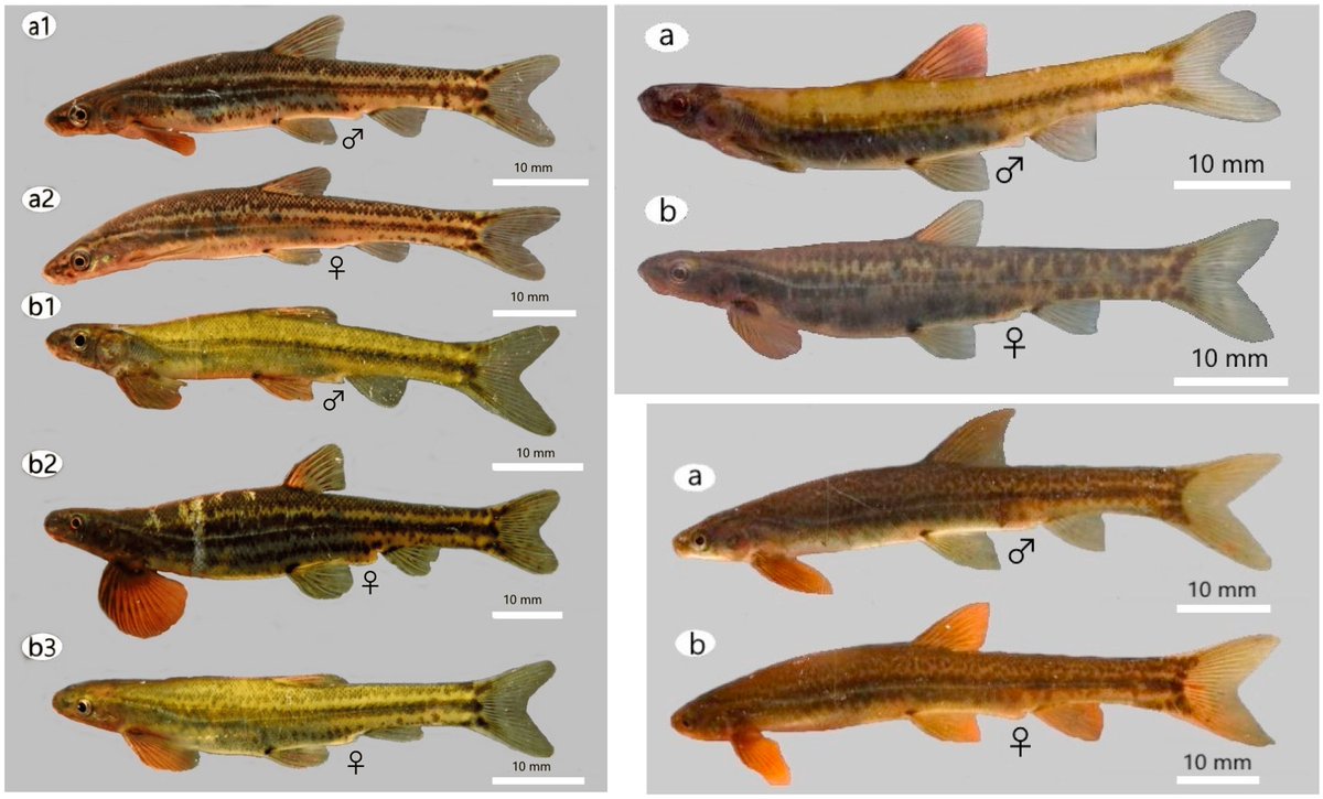 #NewSpeciesAlert - 𝐾𝑛𝑒𝑟𝑖𝑎 𝑙𝑢𝑎𝑛𝑠𝑎𝑒𝑛𝑠𝑖𝑠 and #𝐾𝑛𝑒𝑟𝑖𝑎 𝑚𝑎𝑥𝑖 - Two New Shellear Species (#Gonorhynchiformes: #Kneriidae), from the #LuansaRiver (Upper #CongoBasin): Hidden #Diversity Revealed by Integrative #Taxonomy.
🔓 bit.ly/463VtT0