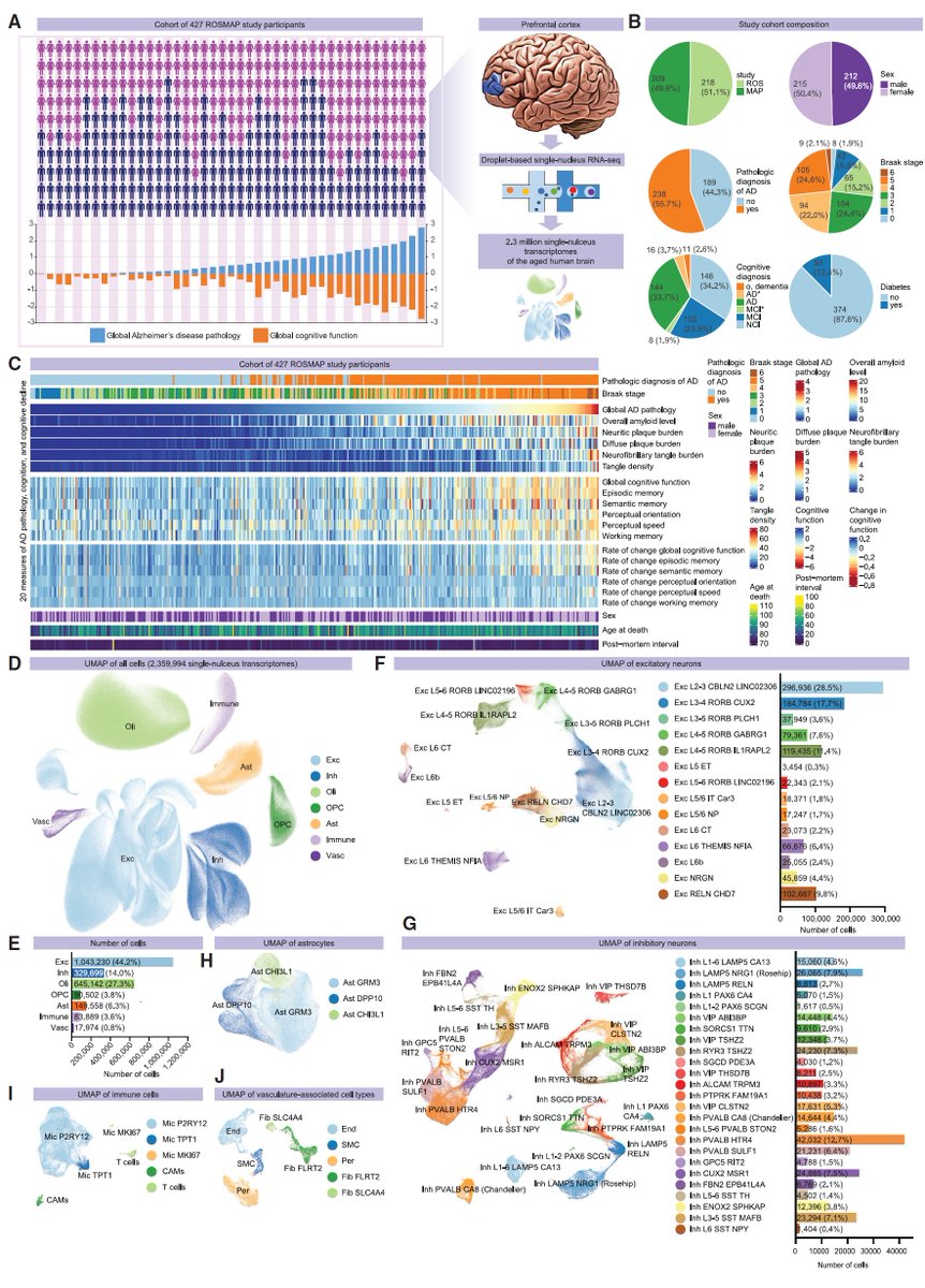 manoliskellis's tweet photo. Paper 1 by @MathysHansruedi #VernaZhuyuPeng #CarlesBoix et al reports the largest single-cell atlas of #AD to date, across 2.3 million #scRNA cells and 427 post-mortem samples from #ROSMAP AD and non-AD donors, and reveals selectively vulnerable #somatostatin inhibitory neuron subtypes, epigenomic organization changes in #cohesin, #DNAdamage response factors, and specific inhibitory neuron signatures of #resilience
https://t.co/I7cmizyj9C