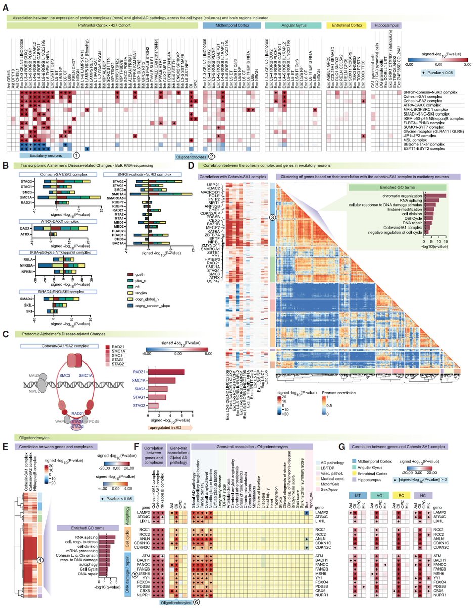 manoliskellis's tweet photo. Paper 1 by @MathysHansruedi #VernaZhuyuPeng #CarlesBoix et al reports the largest single-cell atlas of #AD to date, across 2.3 million #scRNA cells and 427 post-mortem samples from #ROSMAP AD and non-AD donors, and reveals selectively vulnerable #somatostatin inhibitory neuron subtypes, epigenomic organization changes in #cohesin, #DNAdamage response factors, and specific inhibitory neuron signatures of #resilience
https://t.co/I7cmizyj9C