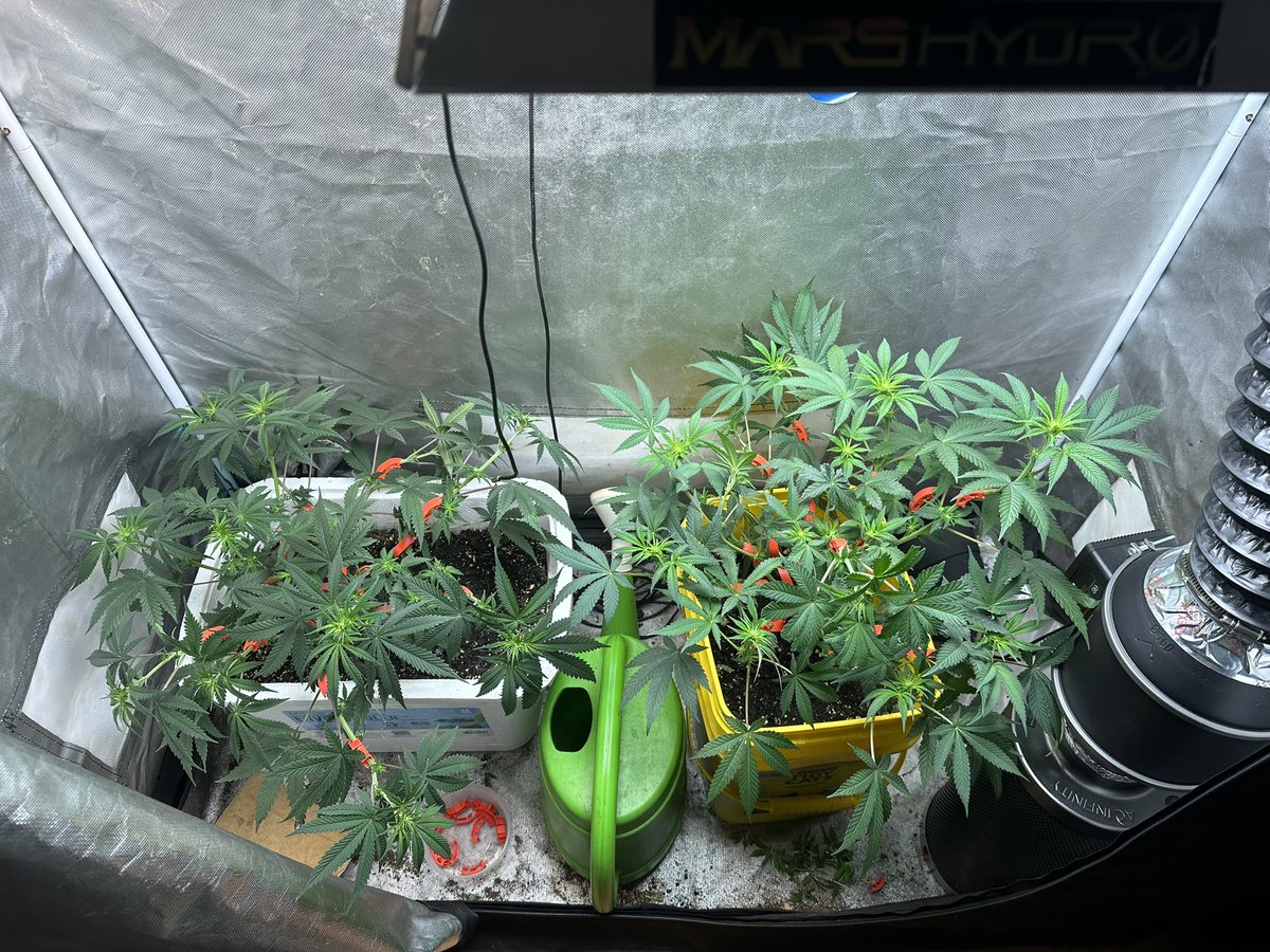 CommnCollective's tweet photo. The girls are stretching ๐โโ๏ธ Iโm almost out of red #LST clips ๐ฅณ๐ธ #BlackOpal #Level2Testers from @irvineseedco grown by #Level2Lead @damon_whitford #IrvineArmy
#CommOG @MarsHydroLight #TS1000 @AcInfinityInc #growyourown
@CommnCollective https://t.co/wsUNL6OZ5S