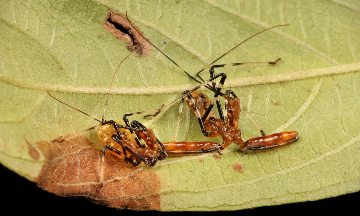 Assassin #Bug Nymphs (Rihirbus trochantericus, Reduviidae)
flic.kr/p/2iBct5G
#insect #China #Yunnan #Hemiptera #entomology #itchydogimages