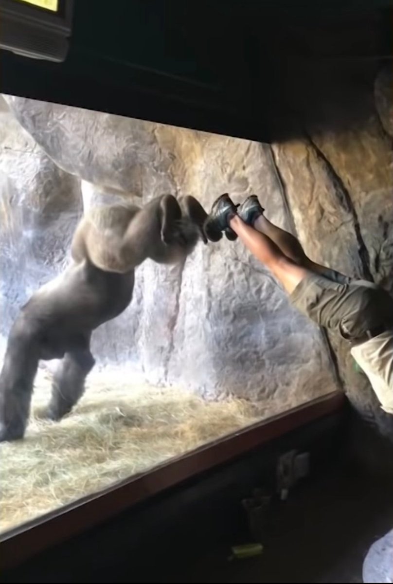 Primates tweet media