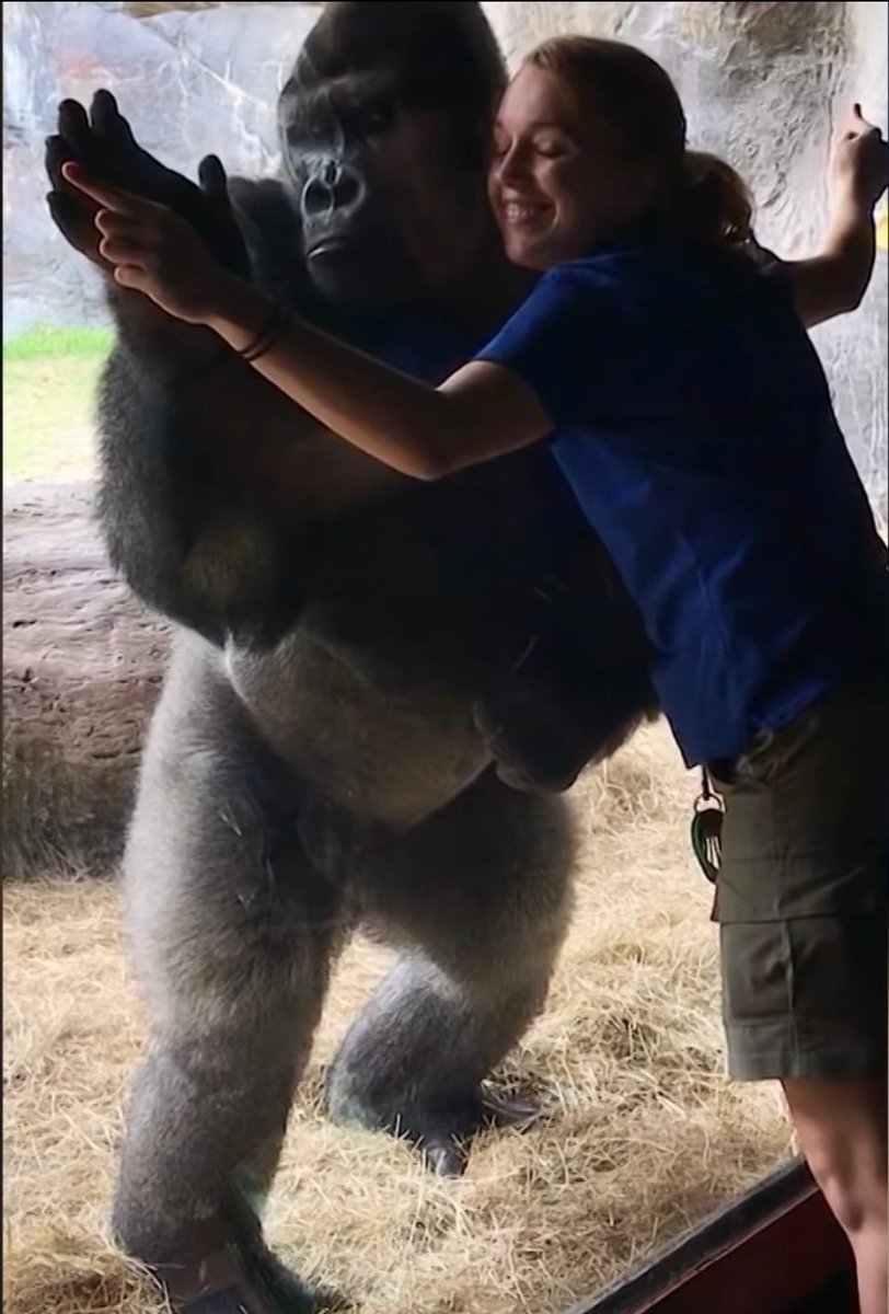 Look at these gorillas doing exercises with the zookeepers