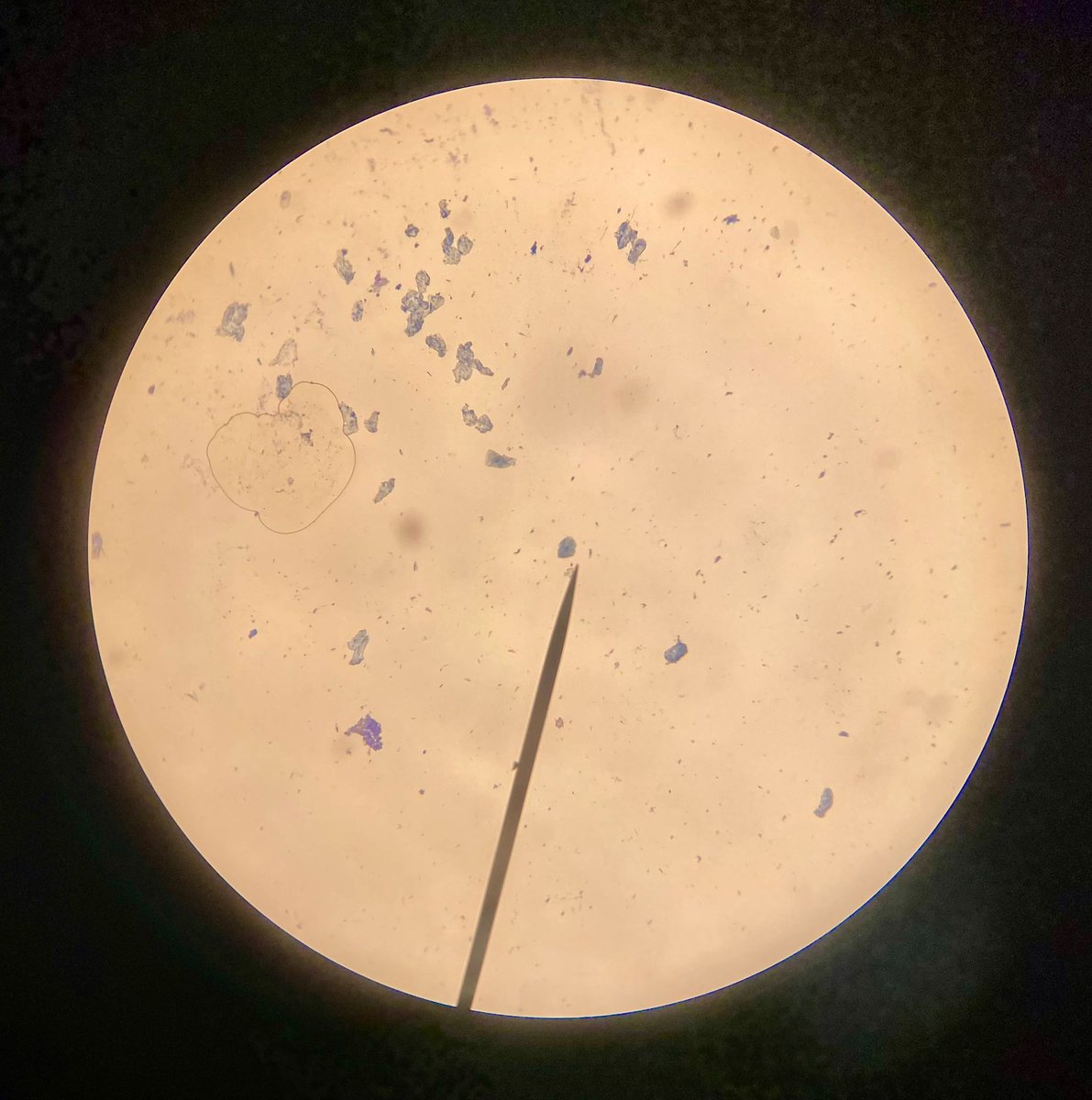 Great job by students looking at stomata and their own  cheek cells under the microscope.