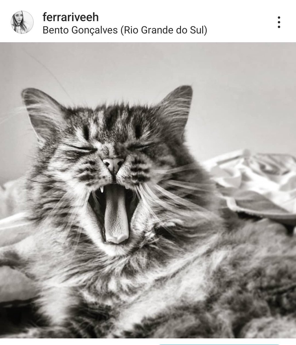 veehisaproblem's tweet photo. @soacamisalva @casadoviralata @niceferrari_ Muitoooo! Mas olha essa clarice que encontrei mt gêmea até o dentinhooooo 🙈 https://t.co/0JNG3rYki5