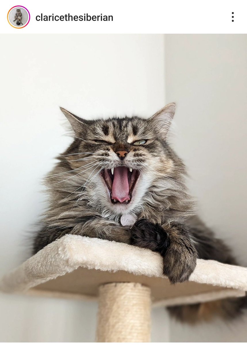 veehisaproblem's tweet photo. @soacamisalva @casadoviralata @niceferrari_ Muitoooo! Mas olha essa clarice que encontrei mt gêmea até o dentinhooooo 🙈 https://t.co/0JNG3rYki5