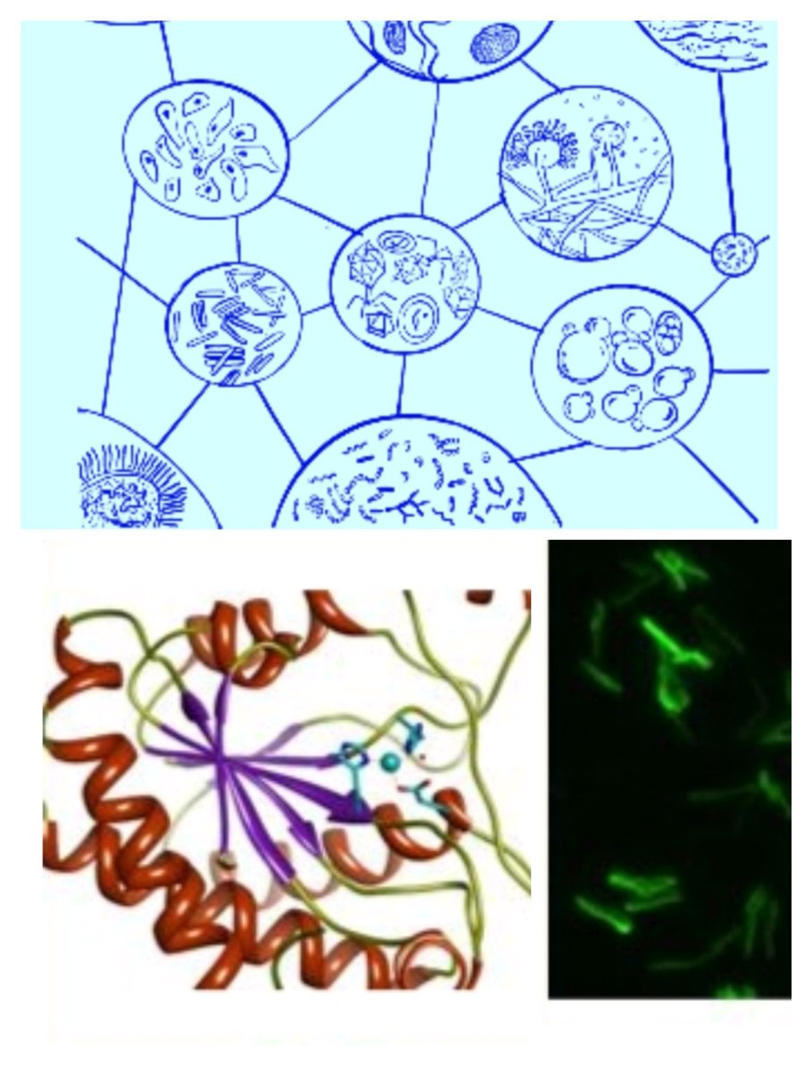 Thinking of a host lab as RA/Post-doc Fellow? Feel free to DM... 

....At <a href="/IGIBSocial/">CSIR-IGIB</a>, I can mentor in Structural Biology, Molecular Microbiology, CRISPR-Cas9-based genome editing (fungi), Genome Informatics to streamline your research goals.

Pls RT!