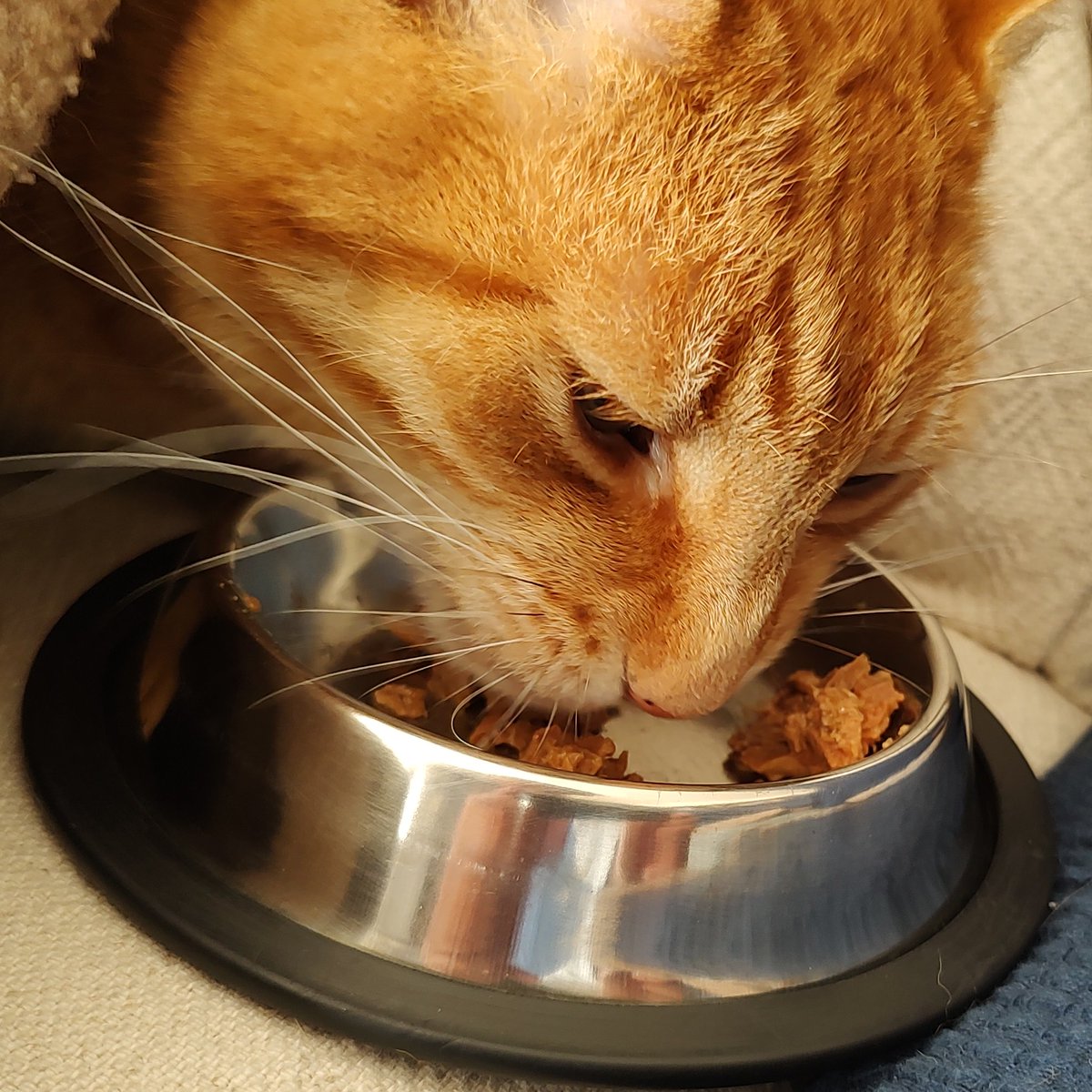 GeologistsCat's tweet photo. Today at #MinCup23 its #Perovskite vs #Rhodochrosite. After my dental surgery yesterday I read that CaTio3 Perovskite grows on #titan implants & helps the body to bond with the implant🐾
PAWSOME #mineral
Go PEROVSKITE
#DOESITSCAT Yes it helps to repair the canopener
#MinCup2023 https://t.co/UOI1DdwXYh