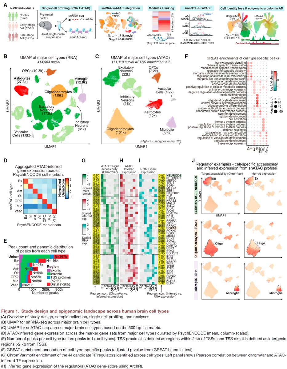 manoliskellis's tweet photo. Paper 2 by @Xushen18 @__ben_james__ #CarlesBoix et al reports the largest #SingleCell #Epigenomic atlas of #Alhzeimers across 850k #scATAC cells and 92 post-mortem samples, enabling: 
1. #RegulatoryGenomics of TF-Enhancer-TargetGene single-cell links by multi-omics integration and module analysis
2. #GWAS dissection of #AD #genetics loci in microglia and upstream TFs SPI1, ELF2, RUNX1
3. #scQTL analysis of ATAC-QTLs for AD variant circuitry and prioritization
4. #EpigenomeErosion in late-stage AD with global accessibility upheavals and cell identity loss
https://t.co/ztNJBEjrAO