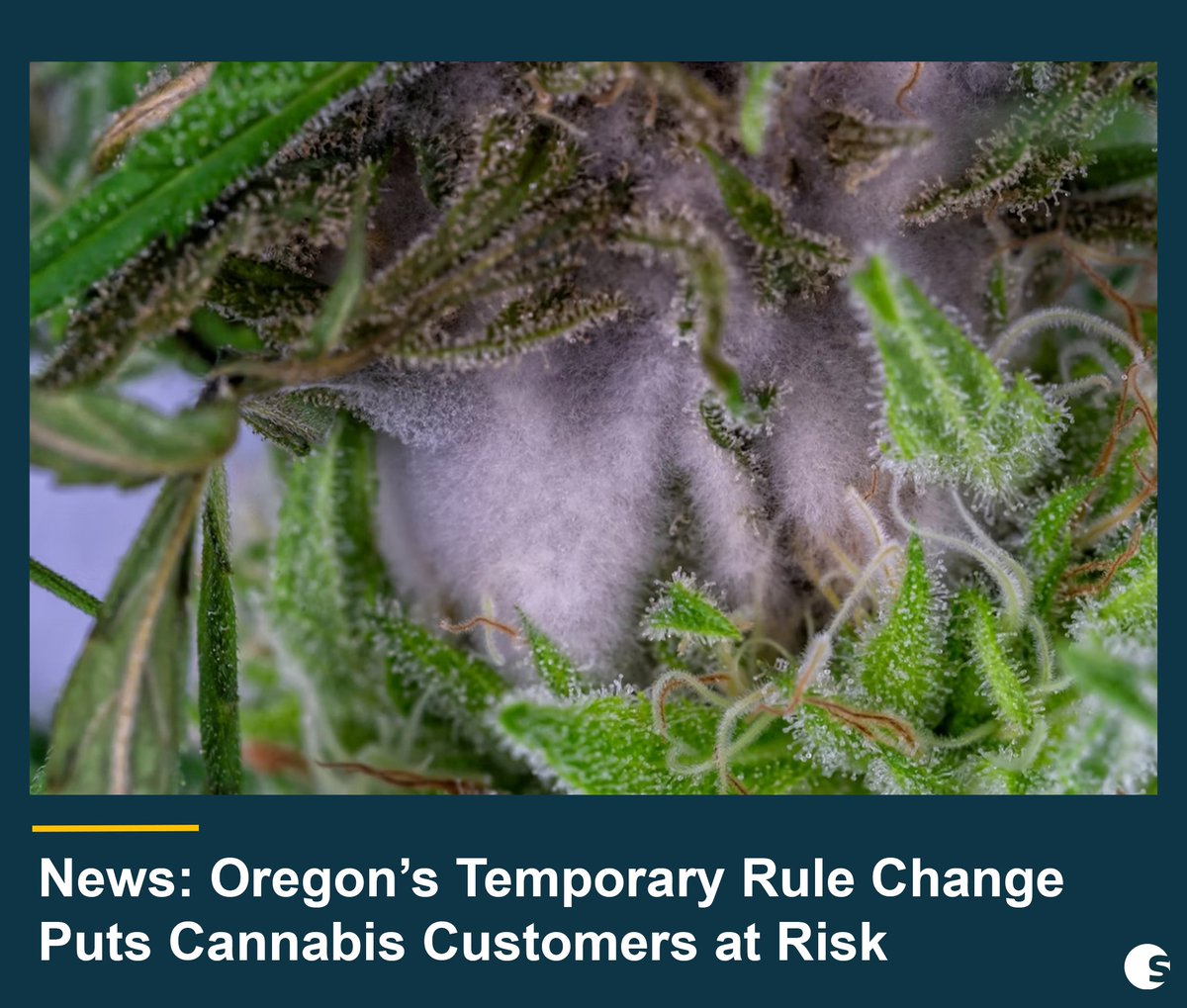 The Oregon Liquor and Cannabis Commission notified nearly 3,000 recreational marijuana licensees that detections of mold in cannabis products would no longer prevent the sale or transfer of such products. Read the comments made by Alex Rubin: hubs.la/Q023JZ0v0

#CompliantAF