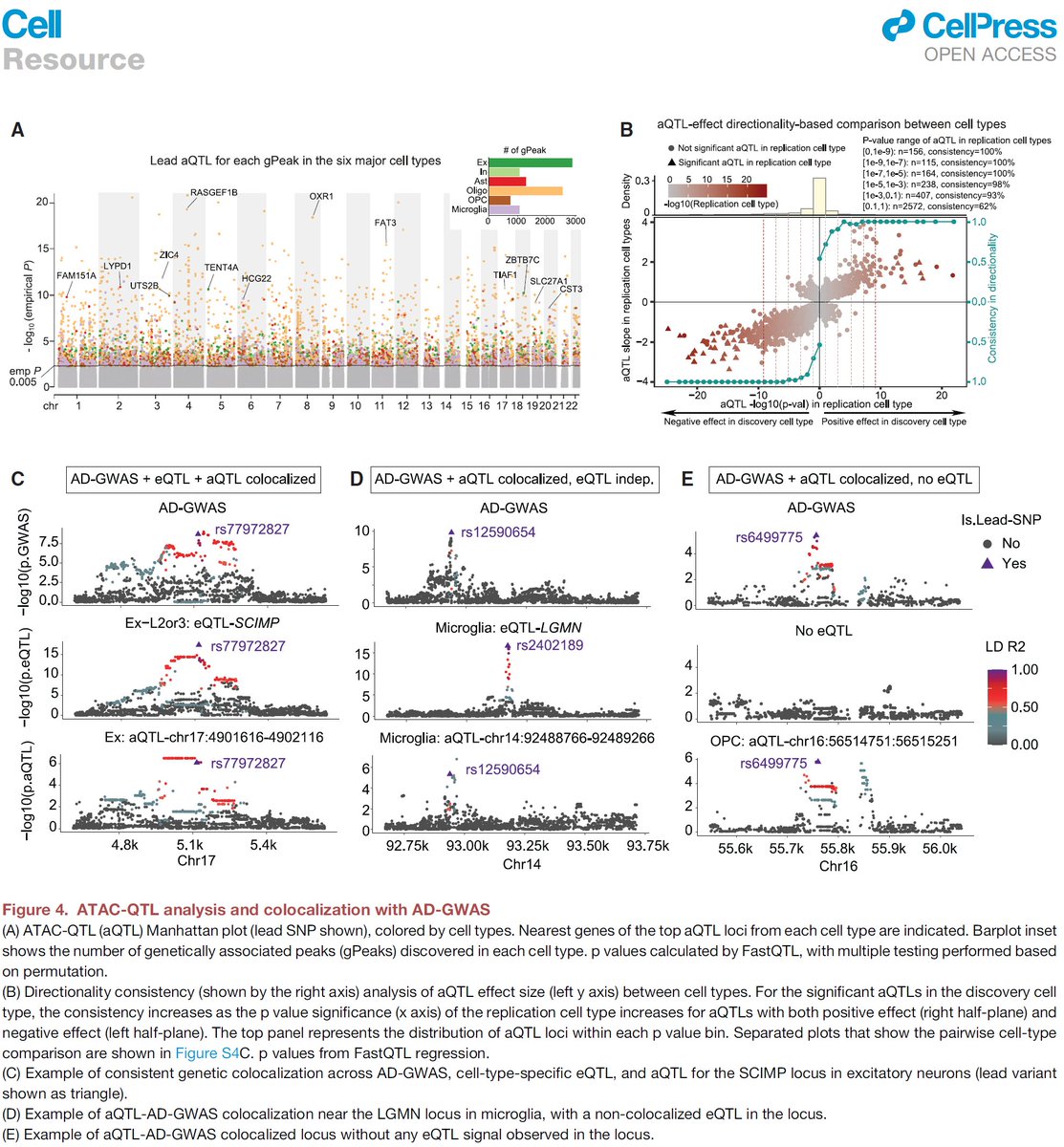 manoliskellis's tweet photo. Paper 2 by @Xushen18 @__ben_james__ #CarlesBoix et al reports the largest #SingleCell #Epigenomic atlas of #Alhzeimers across 850k #scATAC cells and 92 post-mortem samples, enabling: 
1. #RegulatoryGenomics of TF-Enhancer-TargetGene single-cell links by multi-omics integration and module analysis
2. #GWAS dissection of #AD #genetics loci in microglia and upstream TFs SPI1, ELF2, RUNX1
3. #scQTL analysis of ATAC-QTLs for AD variant circuitry and prioritization
4. #EpigenomeErosion in late-stage AD with global accessibility upheavals and cell identity loss
https://t.co/ztNJBEjrAO