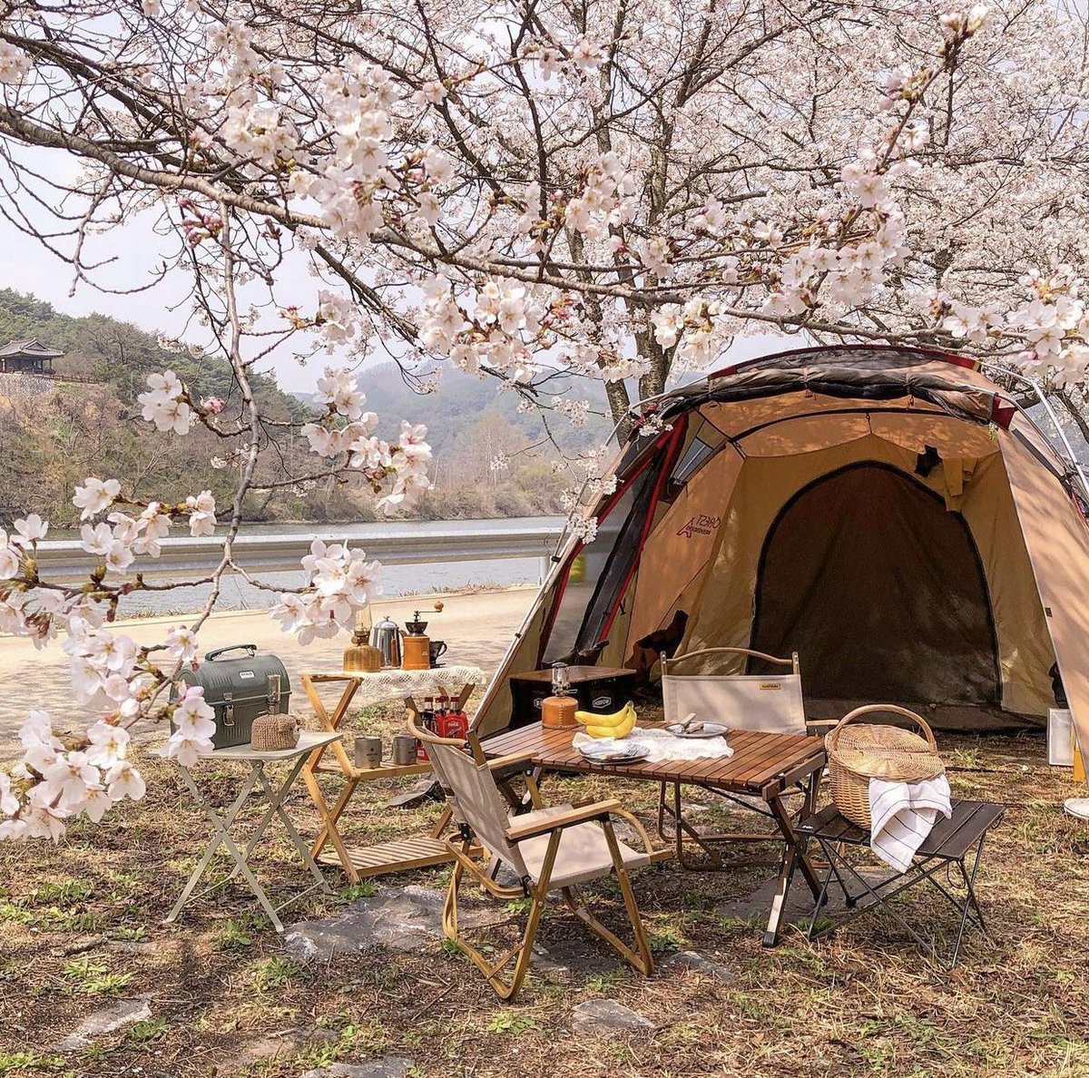 aoctis's tweet photo. احتاج التخييم عند أشجار الساكورا ⛺️ https://t.co/VjhXSMHZYs