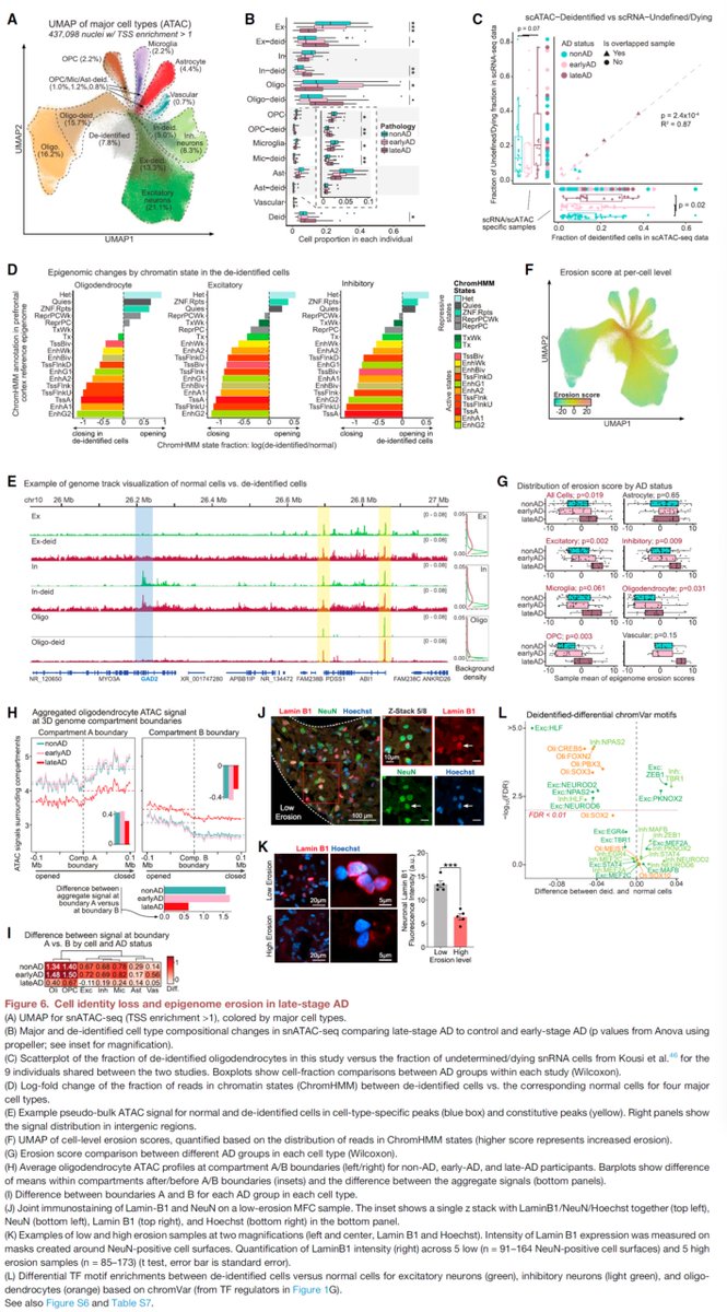 manoliskellis's tweet photo. Paper 2 by @Xushen18 @__ben_james__ #CarlesBoix et al reports the largest #SingleCell #Epigenomic atlas of #Alhzeimers across 850k #scATAC cells and 92 post-mortem samples, enabling: 
1. #RegulatoryGenomics of TF-Enhancer-TargetGene single-cell links by multi-omics integration and module analysis
2. #GWAS dissection of #AD #genetics loci in microglia and upstream TFs SPI1, ELF2, RUNX1
3. #scQTL analysis of ATAC-QTLs for AD variant circuitry and prioritization
4. #EpigenomeErosion in late-stage AD with global accessibility upheavals and cell identity loss
https://t.co/ztNJBEjrAO