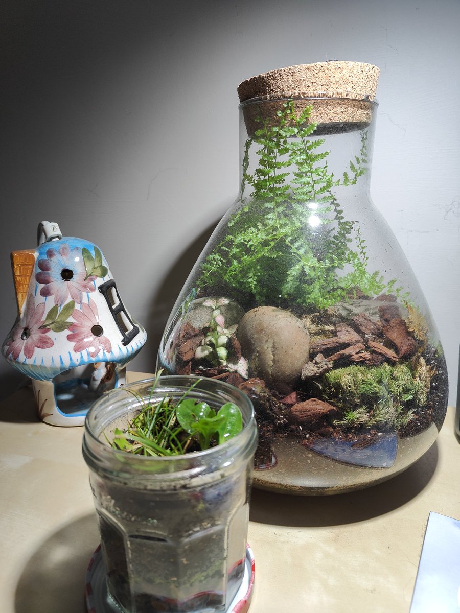 Here's my <a href="/My_ScienceClub/">MyScienceClub</a> terrarium next to its big sibling. Let's see what happens over the next week! #asechat
