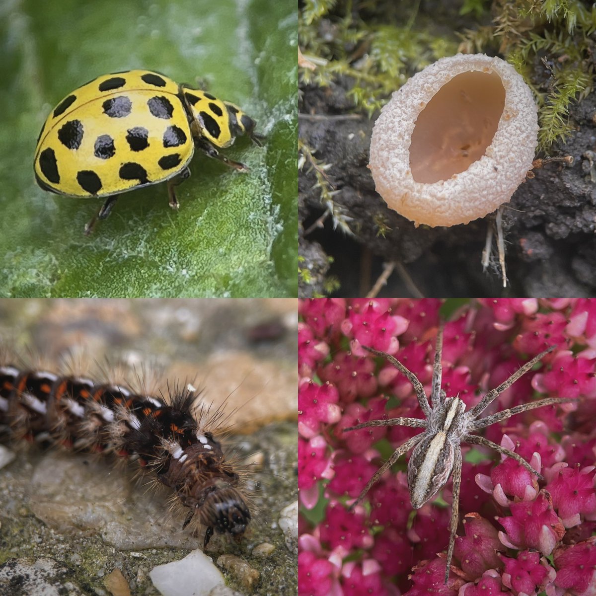 More from the #WildlifeGarden 🐞🐛🕷️🌸💚