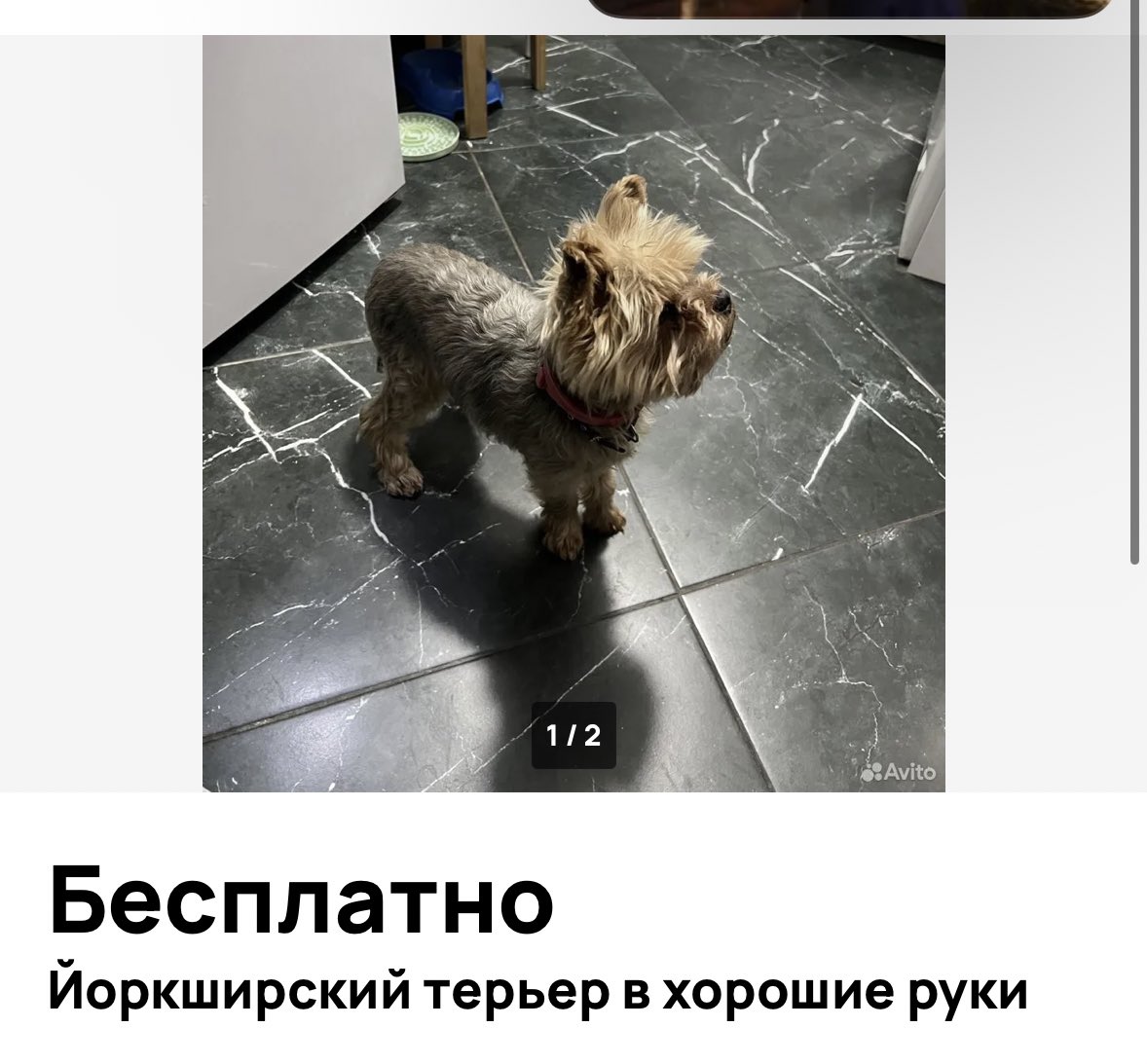 6171241's tweet photo. сука… вы прикиньте, 10 лет прожить с собакой, чтобы потом её отдать))))) я не представляю что в голове у этих ебланов https://t.co/pBeNDKyHaX