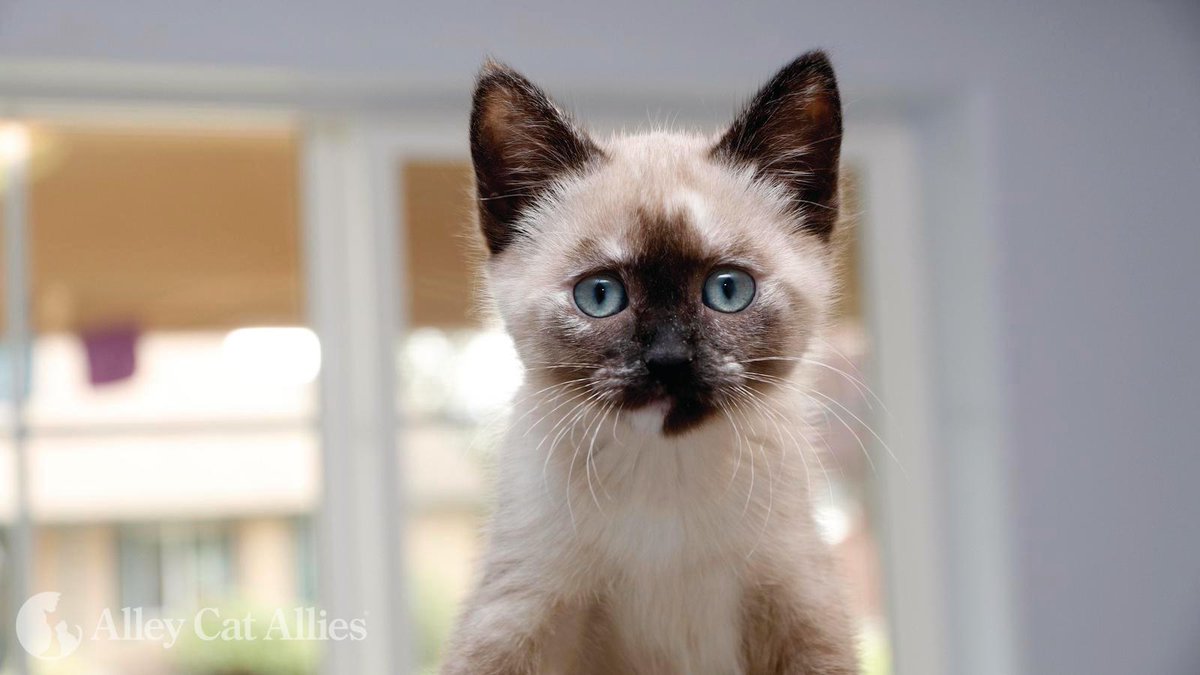 Hey, you! YOU are the most important voice for cats in your community! 🐱📢

Learn how you can make a difference: alleycat.org/AdvocacyToolkit

#CatsAreCommunity
#BeAnAdvocate