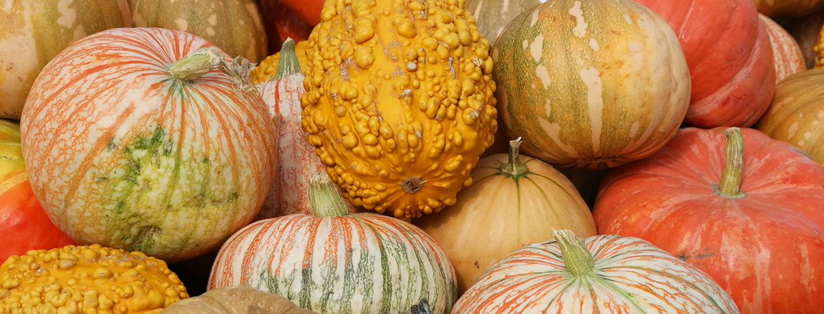Pumpkins a'plenty have arrived at Sky! And, you can pick all your favorites from our patch without getting soaked in this glorious fall rain.
All pumpkins are locally grown in the PNW, and many make for delicious baked goods and cozy soups. It's fall! 📷