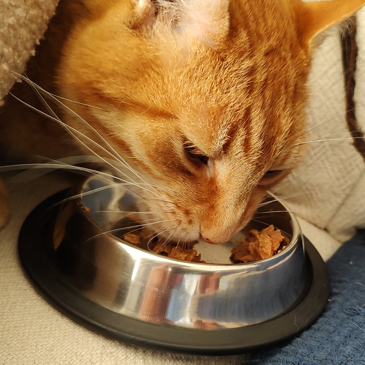GeologistsCat's tweet photo. Today at #MinCup23 its #Perovskite vs #Rhodochrosite. After my dental surgery yesterday I read that CaTio3 Perovskite grows on #titan implants & helps the body to bond with the implant🐾PAWSOME #mineralGo PEROVSKITE
#DOESITSCAT Yes it helps to repair the canopener
#MinCup2023 https://t.co/WKa4YLe08S