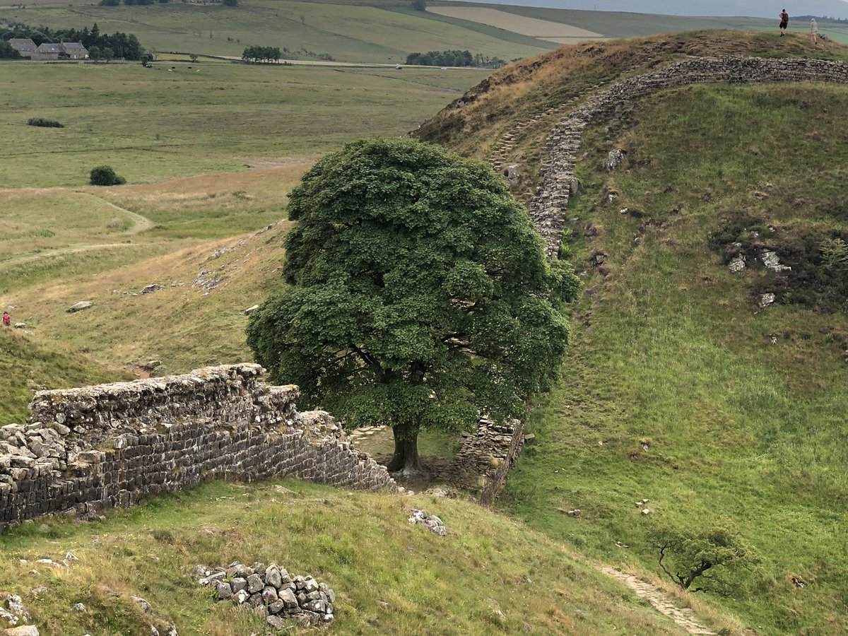 #SycamoreGap my heart is breaking at the cruel loss of this iconic and culturally valued tree. I am grateful to have visited it last summer while walking Hadrian’s Wall Path. Such a pointless act of vandalism.