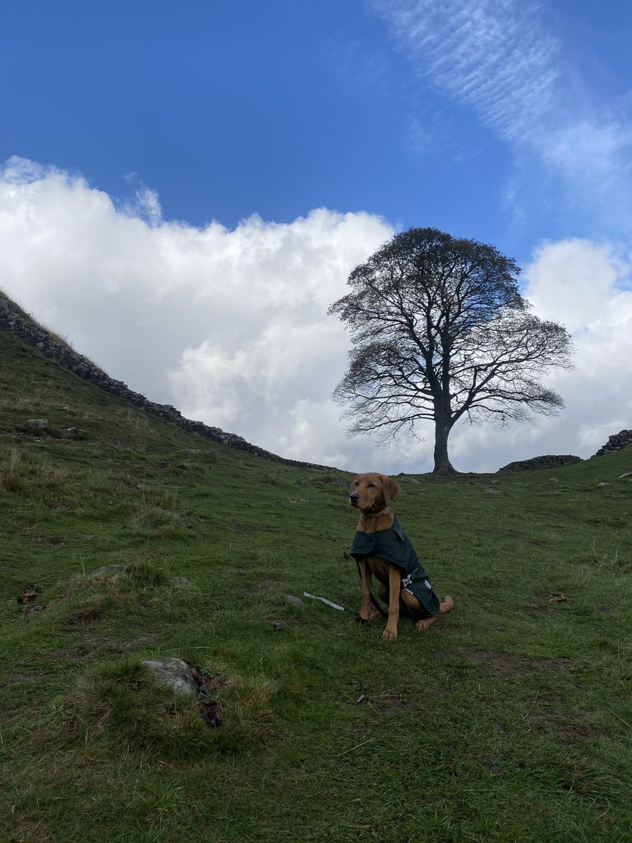 Sycamore Gap 💚