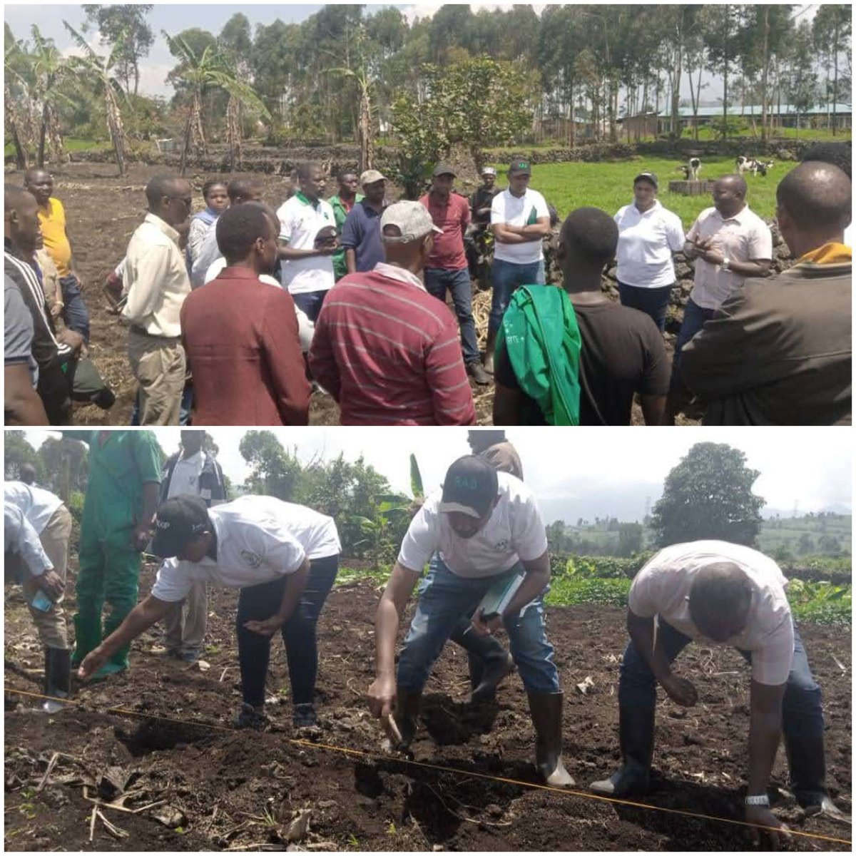 Igikorwa cyiza cyo gutangiza igihembwe (Season 2024A) cyo guhinga ubwatsi bw'amatungo cyabereye mu murenge wa Rubavu/Rubavu. Aborozi bakomeze guhinga ubwatsi ndetse no gufata amazi yo kuhira inka. Ibi bizatuma umukamo wiyongera bityo igihugu cyihaze mu mata.