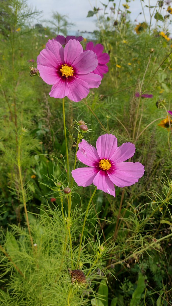 Waarom je beter GEEN zakje bloemenzaad uit het tuincentrum kan kopen👇
🌱Gypsophila elegans: afkomstig uit Zuidoost-Europa
🌱Coreopsis tinctoria: Noord-Amerika
🌱Helianthus debilis: Noord-Amerika
🌱Cosmos bipinnatus: Mexico

Echt iets voor insecten doen in je tuin? Kies inheems!