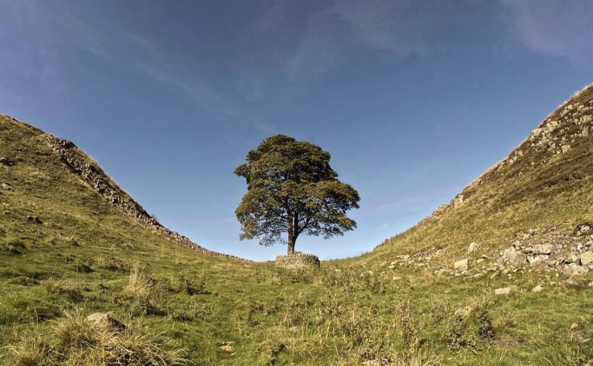 Shocking new today #SycamoreGap 

x.com/itvtynetees/st…