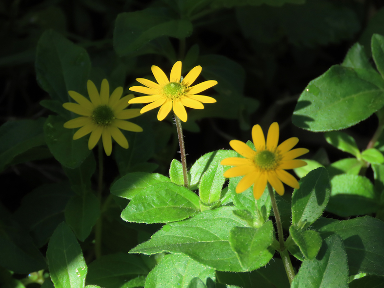 "Wer zur Ruhe kommt, wird frei von wilden Emotionen.
Wenn die Emotionen zur Ruhe gekommen sind, dann kommt auch der Geist zur Ruhe.
Du darfst nicht aufgeben, wenn du das Ziel erreichen willst.
Gehe Schritt für Schritt."
Xu Wei
raumfuermeditation.de/in-harmonie/