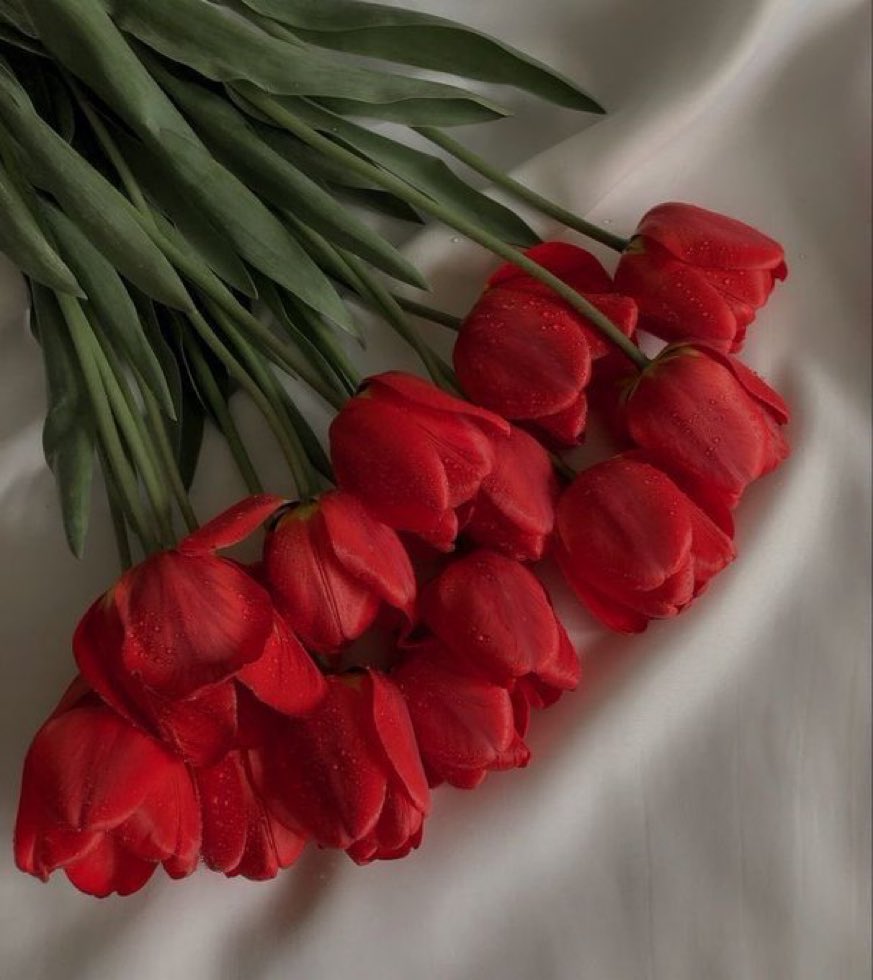 red tulips