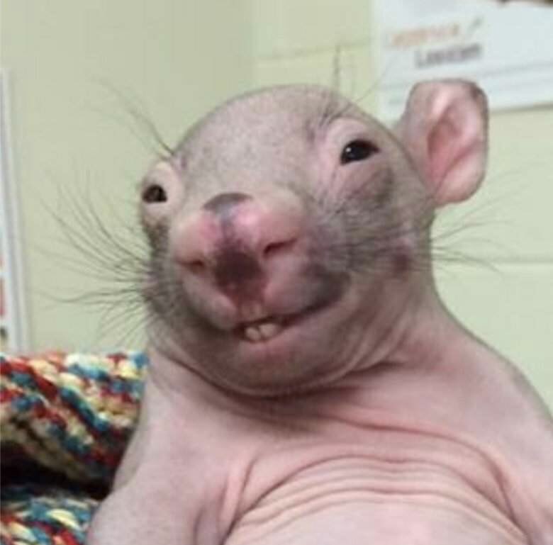 FavGordonKid's tweet photo. @minnieisme_ @algerno64958694 What he actually looks like: https://t.co/4ah1pzUQ6X
