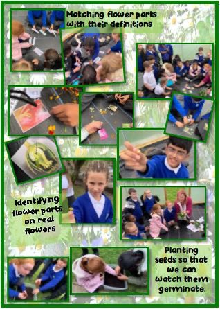 LFP_MrsC's tweet photo. #LFP5SC have been outside today for their Roots to Fruit science lesson where they have been learning all about the different parts of a flower. They were able to identify them in a number of different flowers from our allotments. @Lea_Forest_HT @rootstofruit202 @AETAcademies https://t.co/aFPdhuJtOh