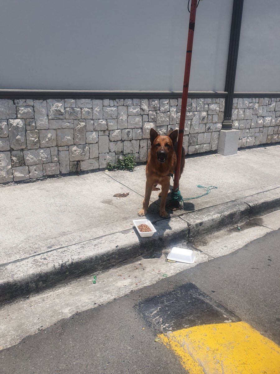 <a href="/AlertaMePerdi/">Alerta me perdi</a> Perrito perdido. Ciudadela Bellavista Av Barcelona.Garita 2. No permite que se le acerquen. Por favor difundir urgente. Desde 27/sept está y alguien pudo amarrarlo.