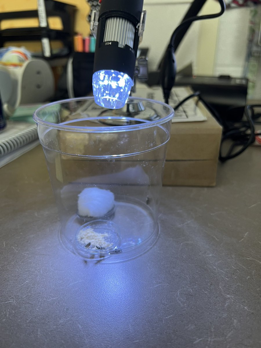 OwensOgres's tweet image. Putting our observation skills to work! #sciencing #learningshouldbefun