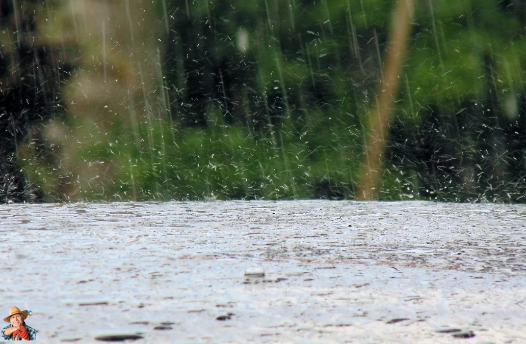 potatosystem1's tweet image. Weekend Rain Helps Harvest Conditions
#Agriculture #Farming #RainfallData #HarvestConditions #RedRiverValley #NDAWNStations #AgriculturalWeather #FarmingCommunity #WeatherPatterns #CropHarvest In a sigh of relief for farmers and agronomists, t...
potatoes.news/weekend-rain-h…