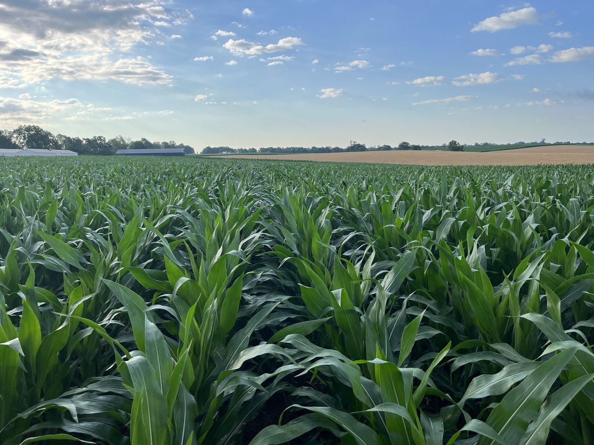 KentuckyCrops's tweet photo. Hot off the press! Practical Corn Silage Harvest and Storage Guide for Cattle Producers https://t.co/RPTCsfu1LO https://t.co/ovWVJmaQ1k